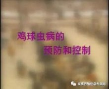 夏季球蟲到底該怎么預(yù)防治療？都在這里！