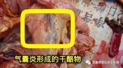 家禽氣囊炎其實(shí)不難治，找對方法最重要！