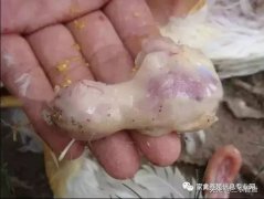 肉雞最頭疼的還是腺肌胃炎，到底該怎么解決？